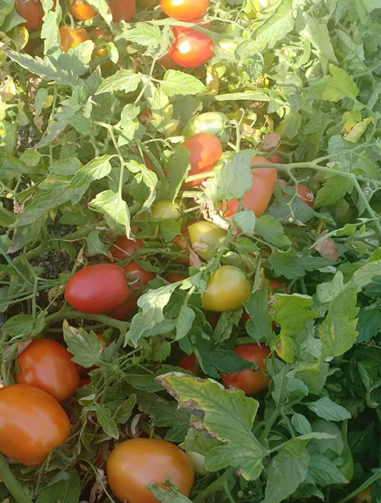 Determinate Tomato Seeds